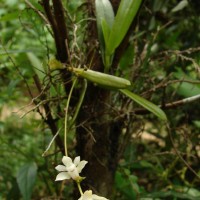 Thrixspermum pulchellum (Thwaites) Schltr.